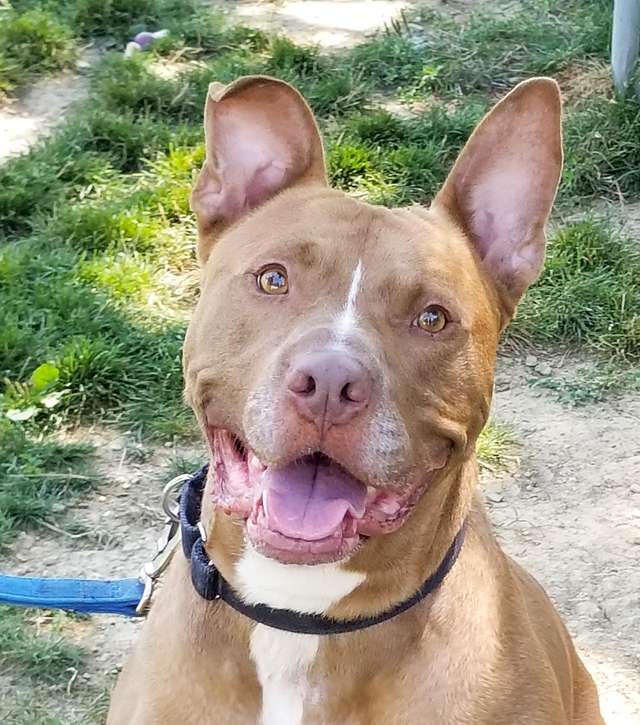 This Pit Bull Has Been Waiting For A Forever Family For More Than A